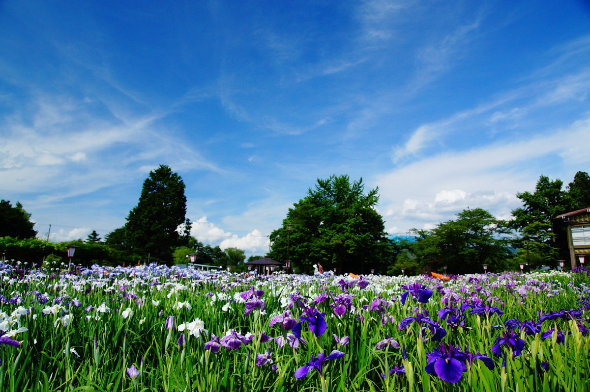 長井あやめ公園