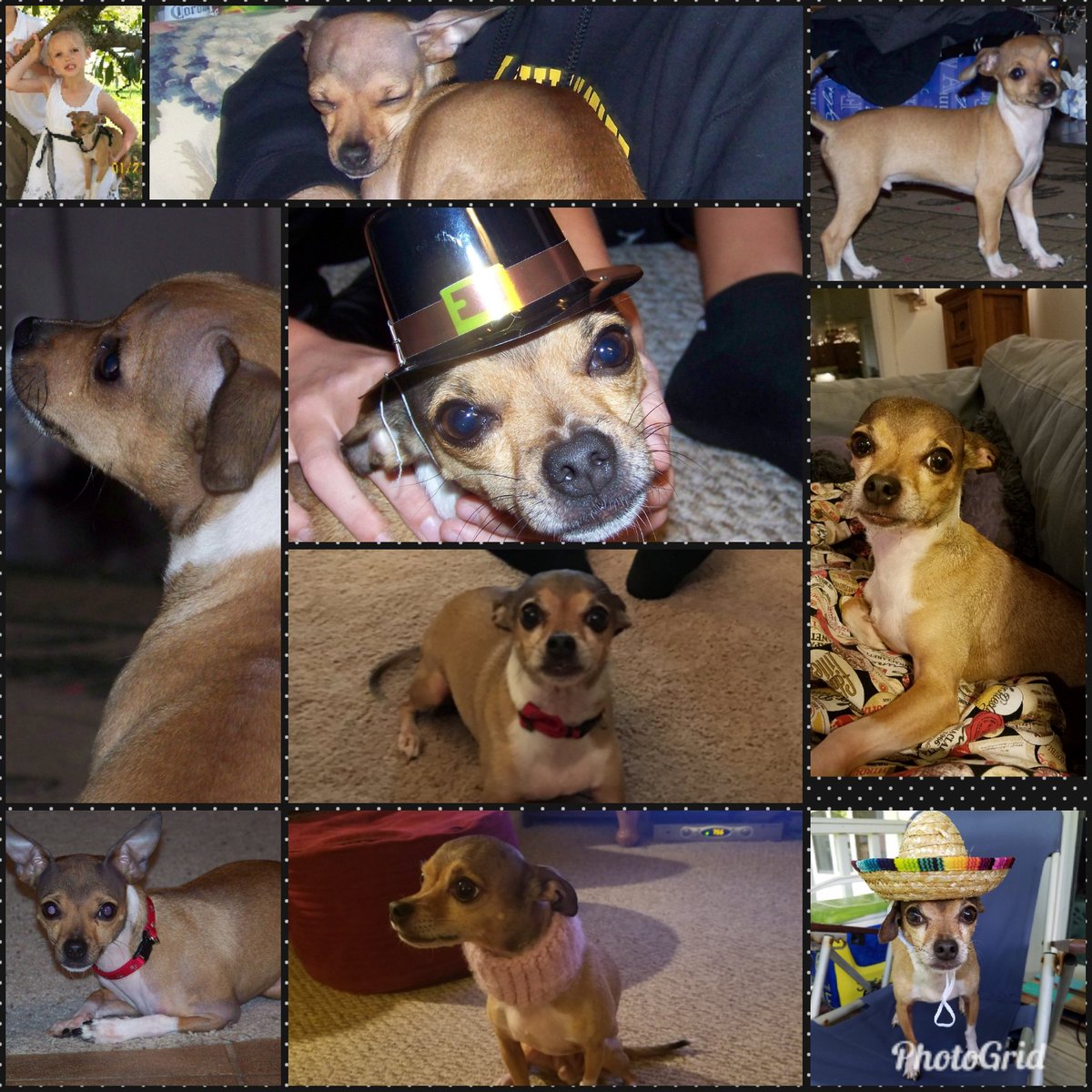 SoccerMomLa's tweet photo. @GirlNameJake6 Made this for you...its Kudzu's 9th birthday! #Kudzu #Kudz #Kudzilla #KudzuIvan https://t.co/PJQrVQPQSW
