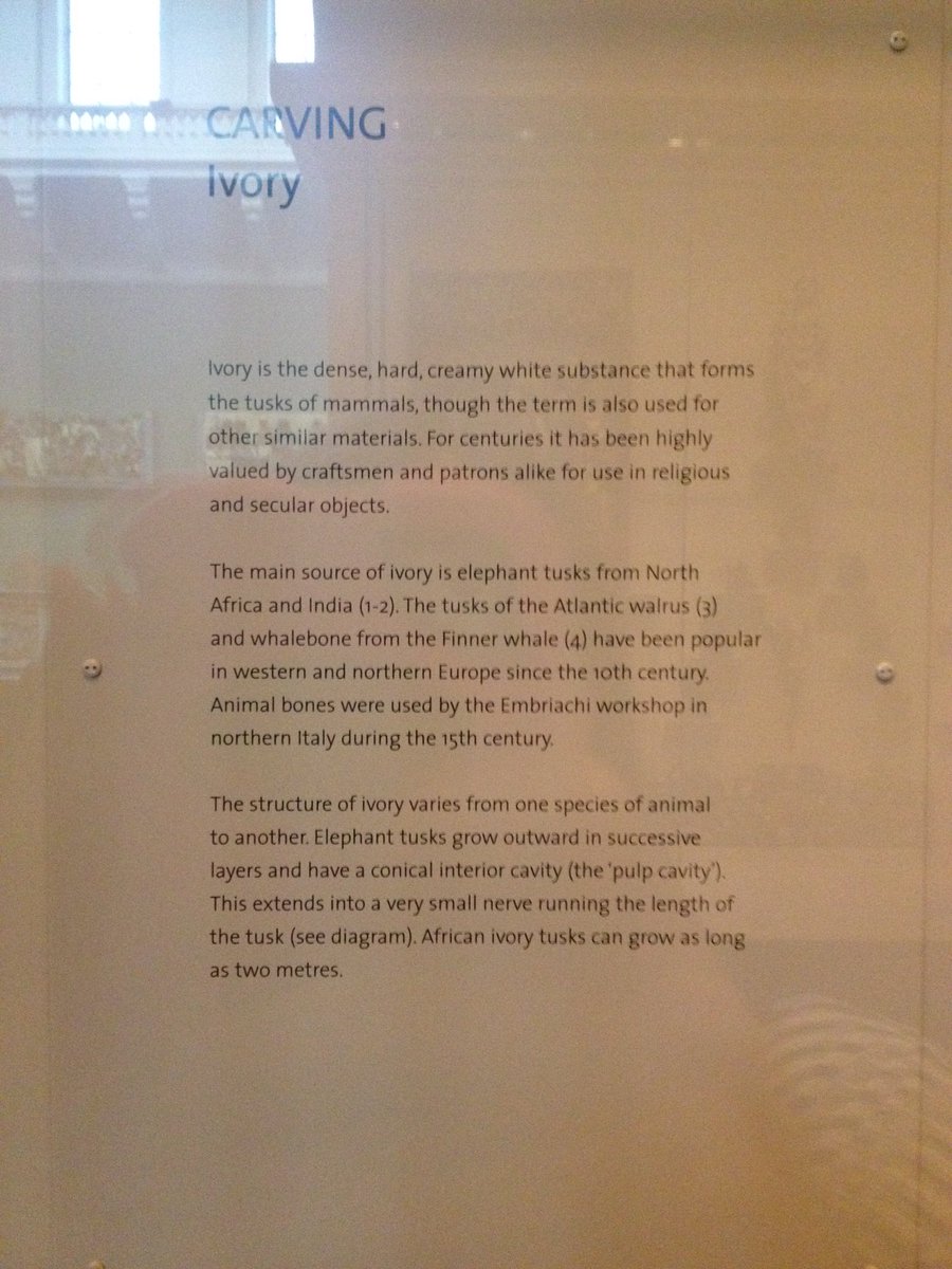 CharlyCrump's tweet photo. Astounded that in their #ivory exhibit the @V_and_A fail to mention that #elephants and #rhinos die when their ivory is 'extracted' - not everyone realises and thinks it's like having teeth pulled. #responsiblecuratiom like @Whatcom_Museum is needed to explain #elephantextinction https://t.co/1t80Am7LTm