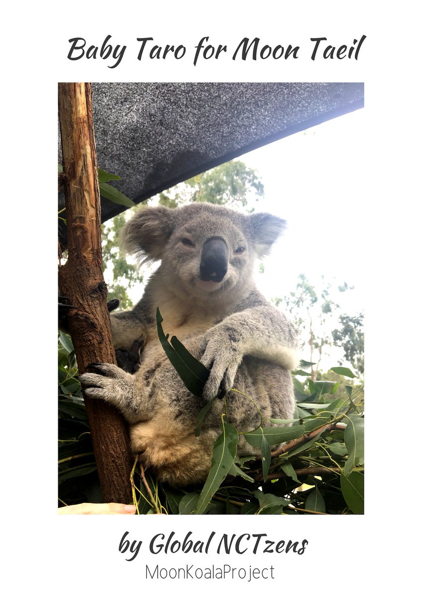 sabxmoonstruck's tweet photo. Here's a little update from the AKF! Moon Taeil's baby Taro has been doing really really well! Look how much he's grown ๐
#NCT #NCT127 #Taeil #TaeilBirthdayProject2018 #MoonKoalaProject https://t.co/jz07oCvRd6