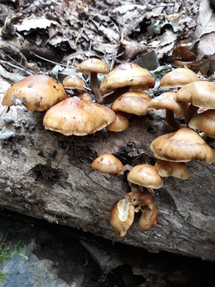 개마고원 화전민 (@ahs2352) on Twitter photo 