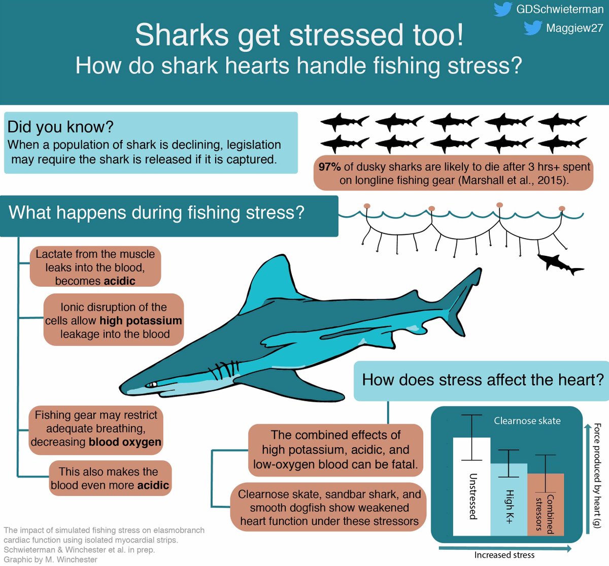 Maggiew27's tweet photo. For my #SciComm class this past week, I made an infographic about my work with @GDSchwieterman on cardiac responses to stress in sharks!
"How do shark hearts handle fishing stress?" #SharkScience https://t.co/0Awg1pbshH