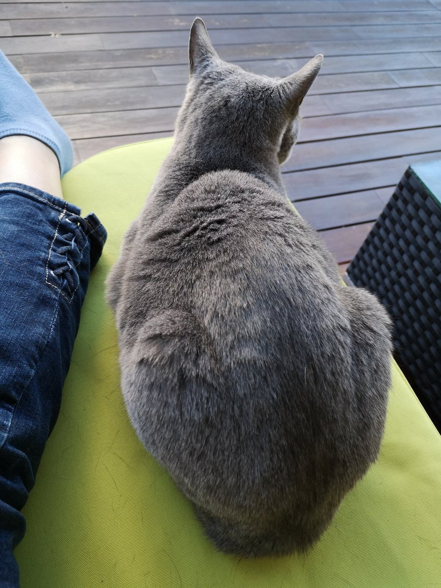 Russischblau Hashtag On Twitter