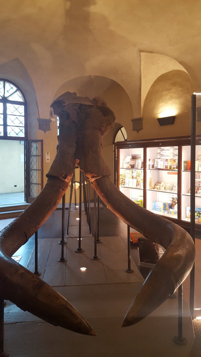 #Famu2018

Per la Giornata Nazionale delle <a href="/famigliealmuseo/">F@Mu - Famiglie al museo</a> oggi tappa al @MuseoPaleo di Montevarchi per far visita al Mammuthus 😊
