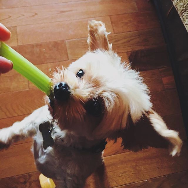 TannyRaw's tweet photo. 🐶😌 Awww she my little girl 🍃✅ https://t.co/wJoX3YYyOU