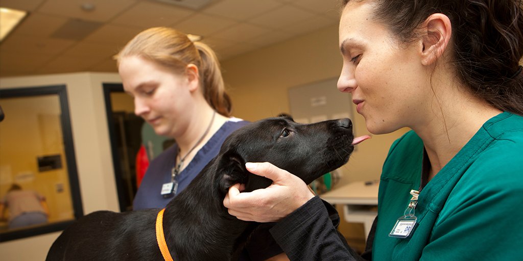 spcnews's tweet photo. Want to explore career options in veterinary medicine? Network with pet adoption agencies and faculty? Join #spcollege for the #SPCVetTech open house this week! RSVP at https://t.co/GPdvfyh2m9 by Oct 17 and learn more here: https://t.co/Ac9Ikg4EOw https://t.co/Apxi5SsjnR