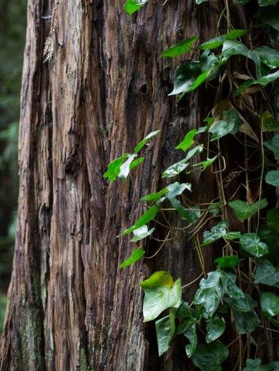 Gotta love Big Sur!  Happy Sunday!
.
.
.
.
.
#BigSur #Nature #NaturePhotography #Redwoods #OptOutside #SundayFunday #Adventure #RoadTrip #NorCal #PacificCoast