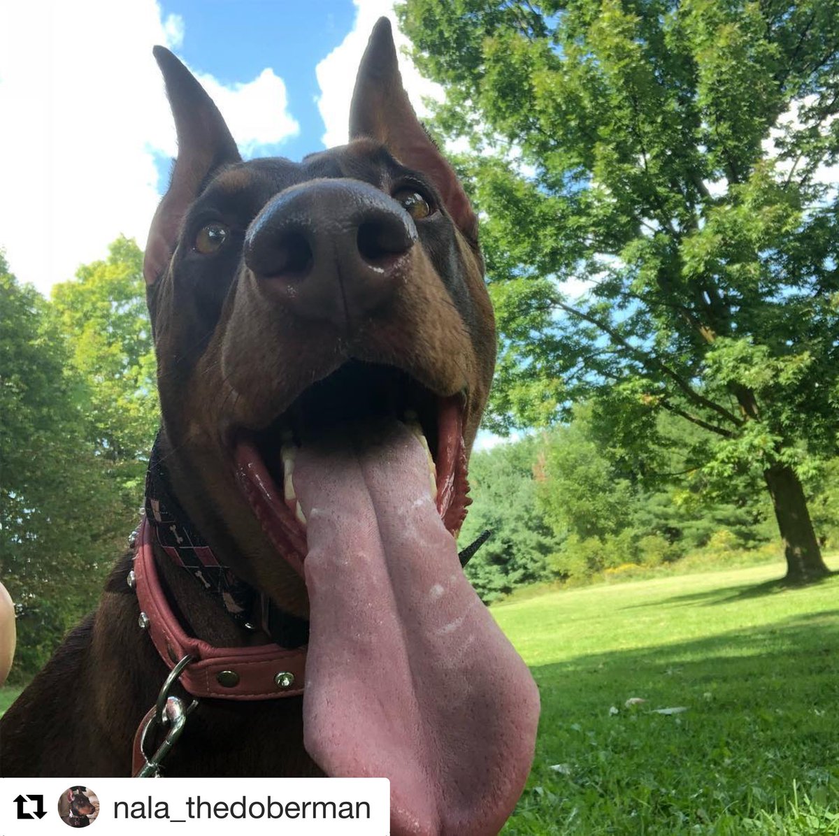 TRCAparks's tweet photo. Nature makes you happier! Get outside with your furry friends!
#nature #explore #ExploreGTA #trees #dogs #dogwalks #exercise #fun https://t.co/MSq4mladSN