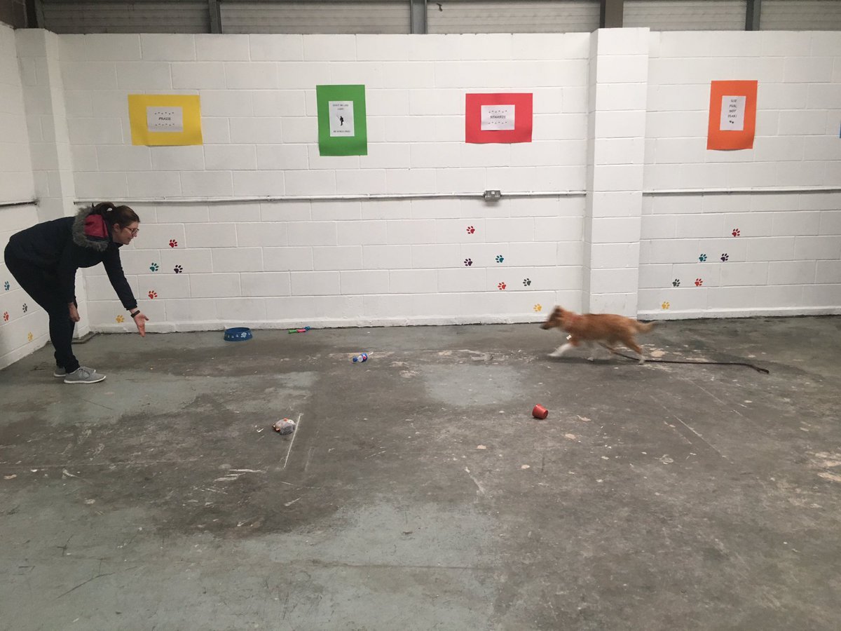 Samwilsondogs's tweet photo. Brilliant recalls!
#dogtraining #bathgate #obedienceclass #sheltie #cockapoo #dogsoftwitter https://t.co/PTnlAuRJjA