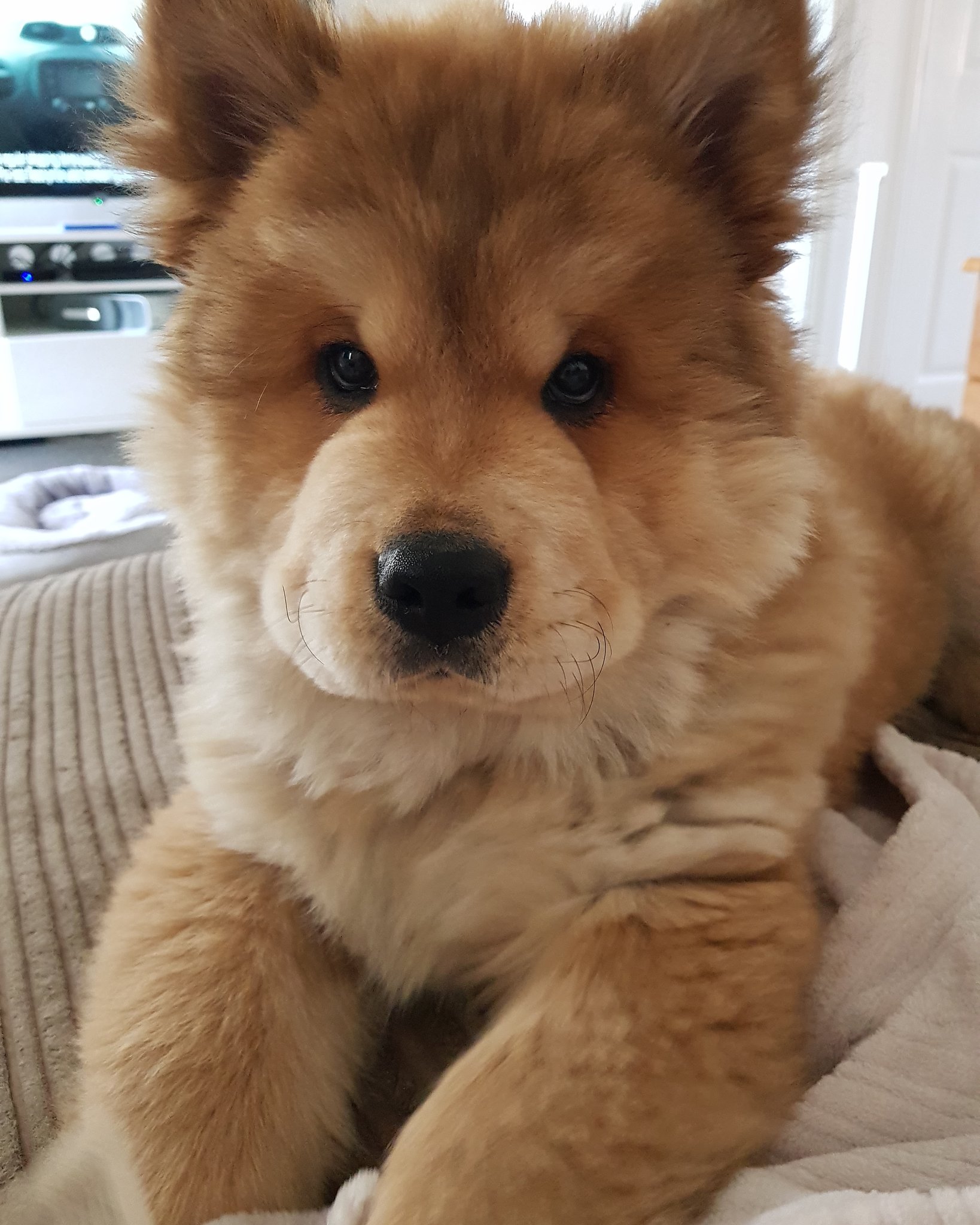 Brea on X The cutest chowski puppy baby Gimli https t 3CV1VucKQt X