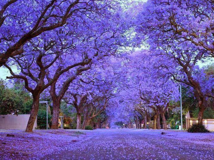 AghadiCrystal's tweet photo. One of the few things I love about SA-spring in Pretoria... I just can't get over these Jacaranda trees and their natural beauty https://t.co/fP8XLfKxoP