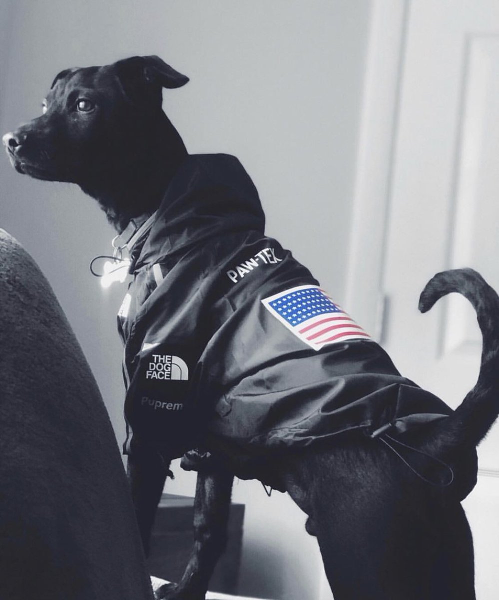 pawmainpets's tweet photo. Paw-Tex 🐾
| Model wearing size xl | 📸: @trapmoney.benjii

.
.
.
.
.
. 
#pawmain #pupreme #hypebeast #hypebae #streetstyle #bape #ootd #dog #buzzfeedanimals #puppies #hypepets #streetwear #puppy #highsnobiety  #supreme  #style #hsdogs #dogsoftwitter https://t.co/unMgixxxuO