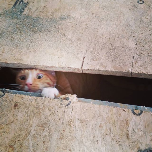 vballesty's tweet photo. When #homerenovation doesnt go exactly as planned #catsofinstagram https://t.co/KEsJlDNCrD https://t.co/I91Bj5jjfg