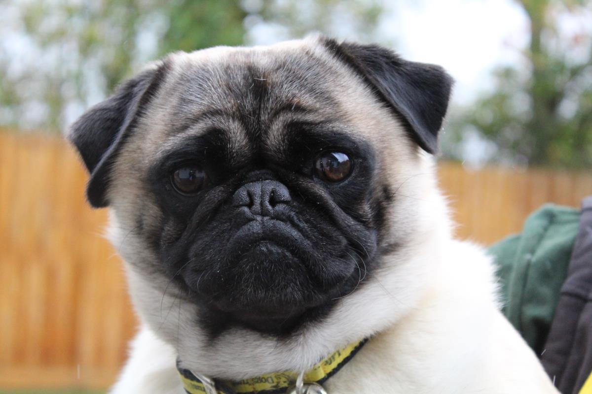DogsTrust's tweet image. When you remember its Monday tomorrow... 😣