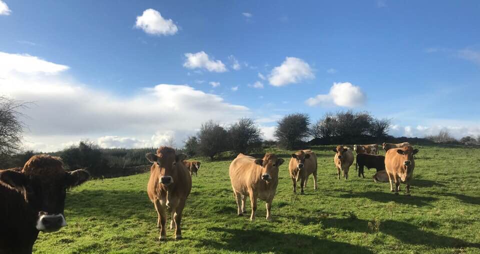 MsCatherinaC's tweet photo. Blue skies and content Aubracs! @daubracs #womeninag https://t.co/DCVGZZERq2