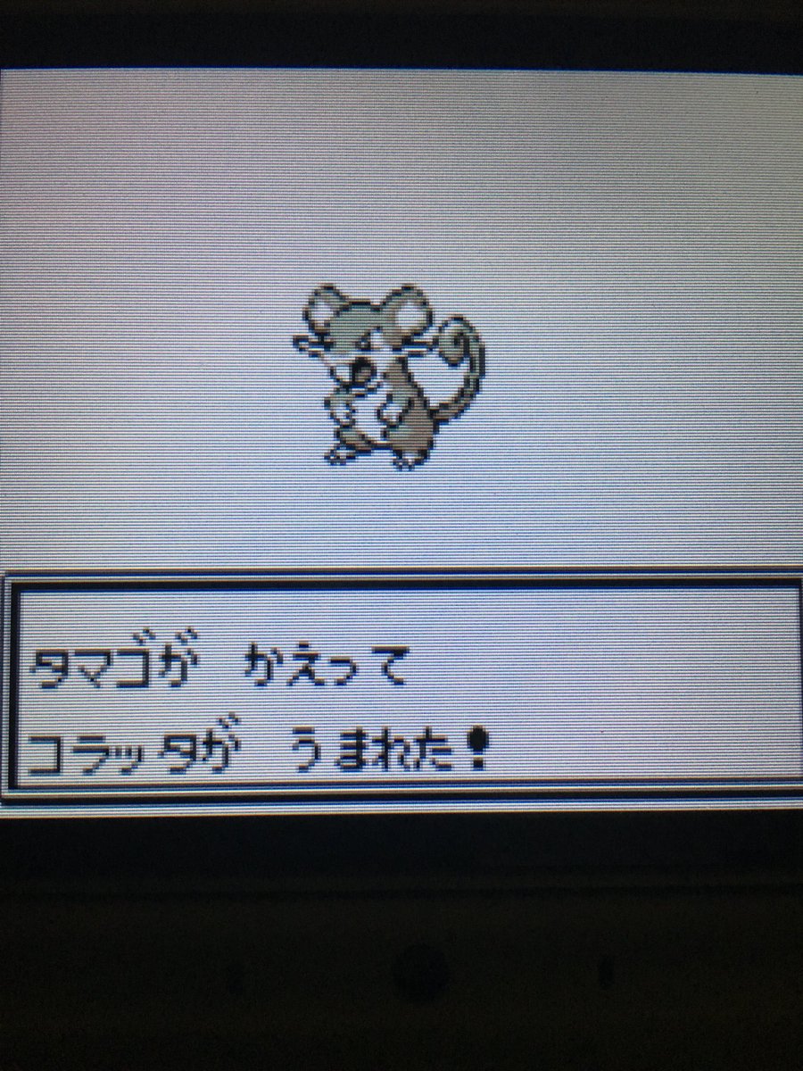 色違いポケモン紹介 Vc産コラッタ 自由に生きてあそblog