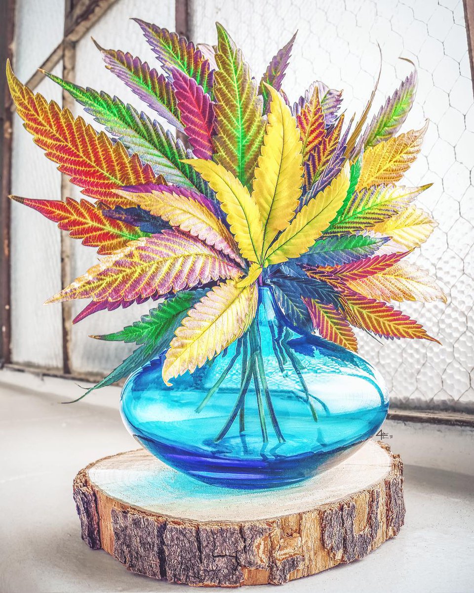 HIGH_TIMES_Mag's tweet photo. Good vibes.
π²: #3CFarms
π·: https://t.co/9MMKNMtJ3M https://t.co/XDF1UMCZYE
