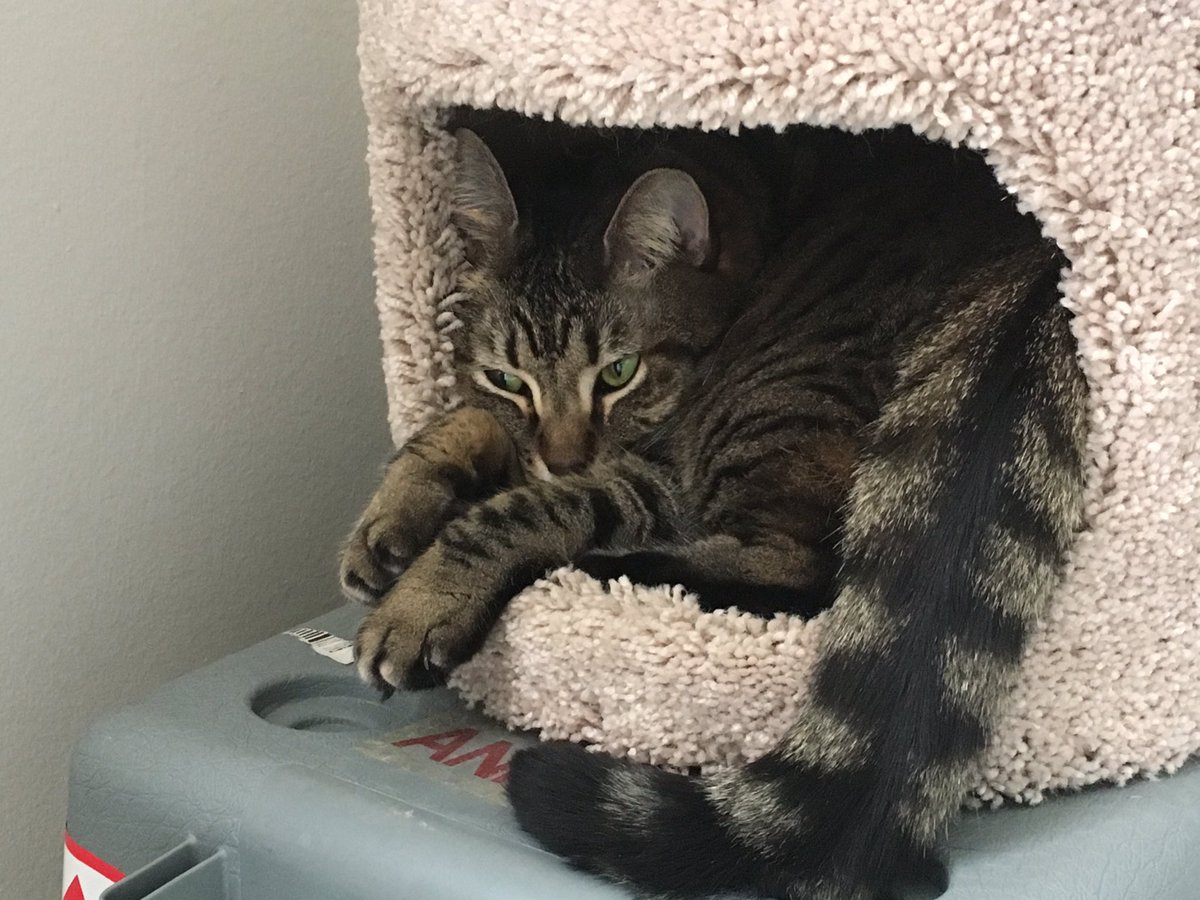 ADLavinsky's tweet image. Me after looking outside today. #snowinoctober