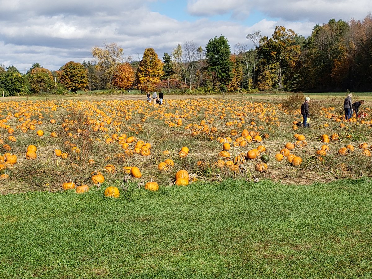 Fefa_real7's tweet photo. Sunday, funday...to muito Americana
#PumpkimPatch #Vermont https://t.co/ND2JyW11OP