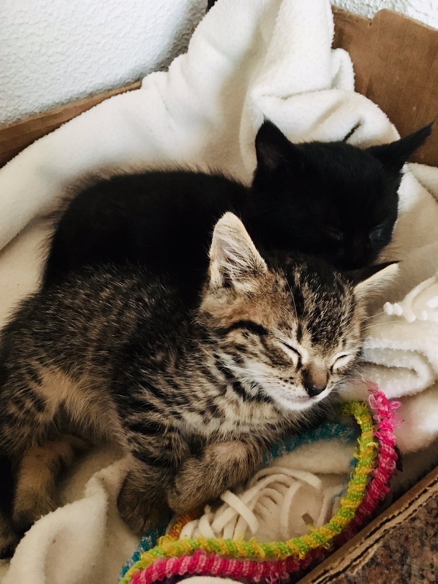 V3snaBan's tweet photo. Simply cute! ❤️❤️ #mojadva https://t.co/FPG3UWQt0U