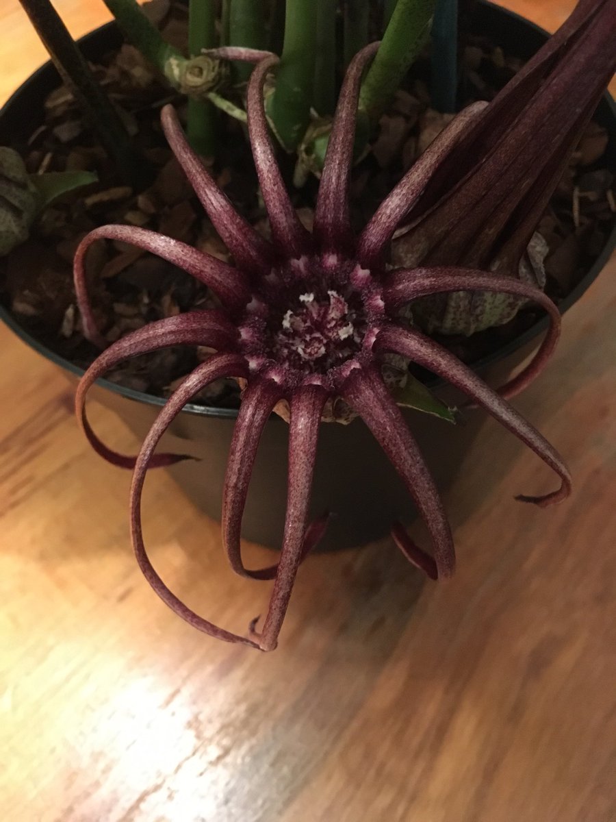 crugfarmplants's tweet photo. How about this for an aspidistra flower? https://t.co/hYiLKfxLhg