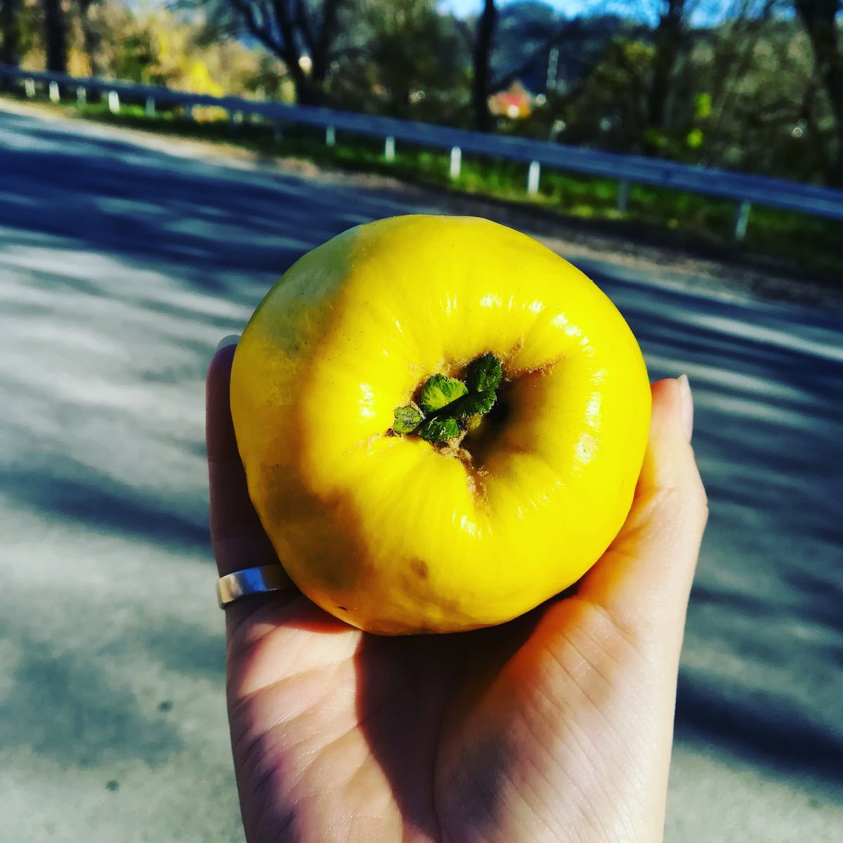 NokaHirsch's tweet photo. More sun into our hands~
#sun #fall #sunnyfall #melancholy #quince https://t.co/anU1ZRaYIm