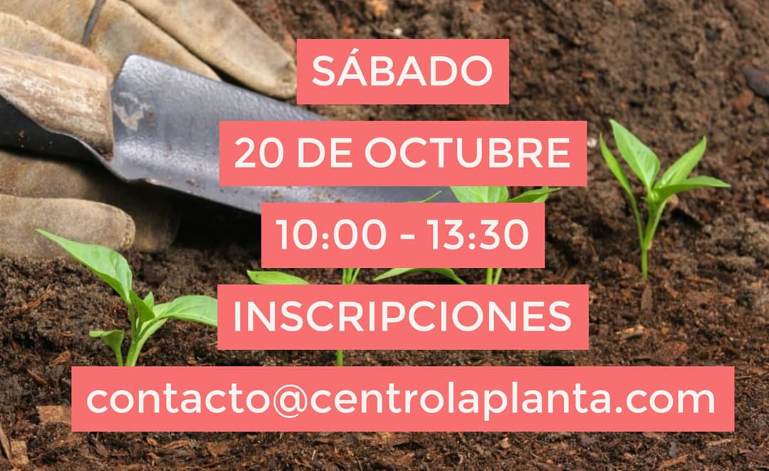 centro_laplanta's tweet photo. Semilla, tipos de siembra, almácigos, asociaciones entre plantas, y mucho más!
Aprende todo lo que necesitas para armar tu huerto urbano y cosechar frutas, hierbas y verduras 💚😍
Son pocos cupos!
Inscríbete a contacto@centrolaplanta.com
🌿 La Planta está en Santa Isabel 0165 🌿 https://t.co/KtnLs1nDG1