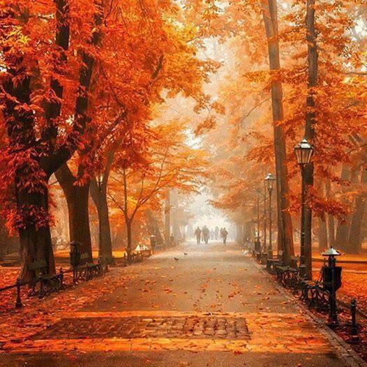 vepolonya's tweet photo. Krakow’da sonbahar! _ #polonya #vepolonya #krakow #yaprak #polska https://t.co/rHcfqSa23L