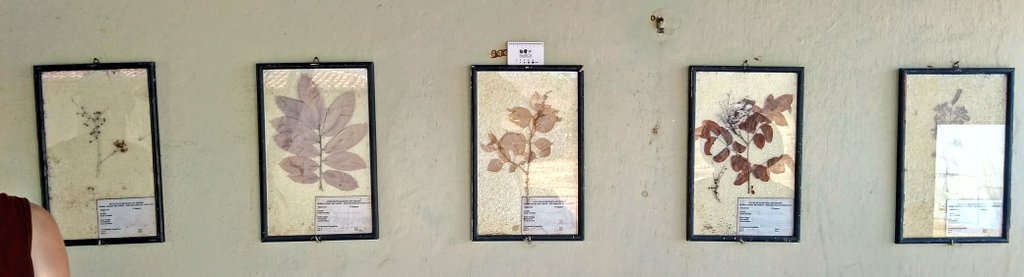 BotanyRNG's tweet photo. Outdoor herbarium display today at #MonocotsVI field visit. What a great way to illustrate local biodiversity. Some of the specimens need a little maintenance though. @RNGherb @WSYherbarium @Nat_SCA All mounted on polystyrene. https://t.co/yIru5nu1zN