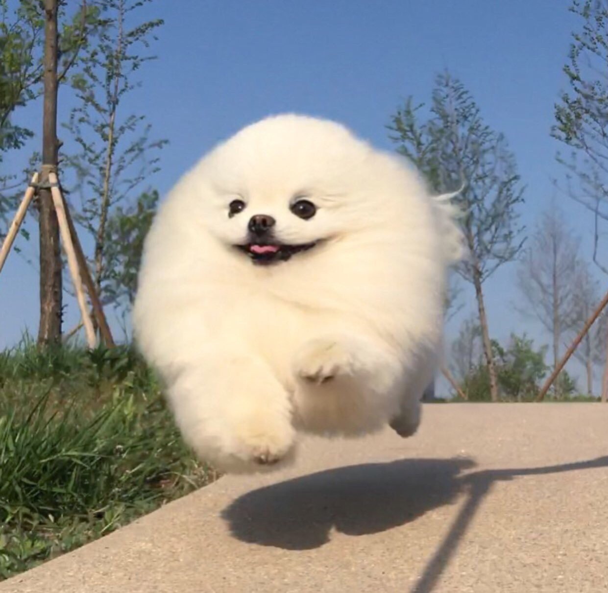 Собака облачко