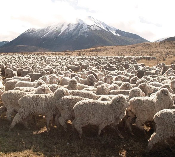 ecowool_nz's tweet photo. Here's an appreciation post for these guys - Sheep! Using their wool keeps us warm and dry all year round. We'll continue taking great care of you. #Ecowool https://t.co/Sd8ofqNS8C