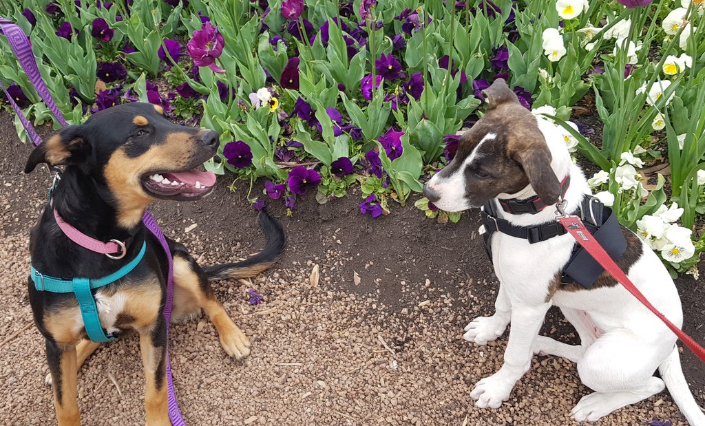 4lyfe_rescue's tweet photo. What a weekend! We were non-stop with the Paws n People Fundraising Trivia, Floriade's Dogs Day Out, The Social Dog Company's Dating with Dogs AND a new arrival๐ต.
#Claire4Lyfe #Pearl4Lyfe #Floriade #OutInCanberra https://t.co/F0MPkzuyg3