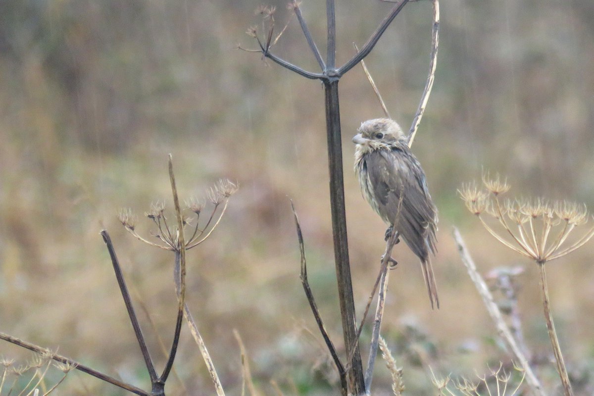 sferguk's tweet photo. A very miserable and wet Isabelline Shrike from this morning. #rbnDEV https://t.co/PXUg1kQp4f