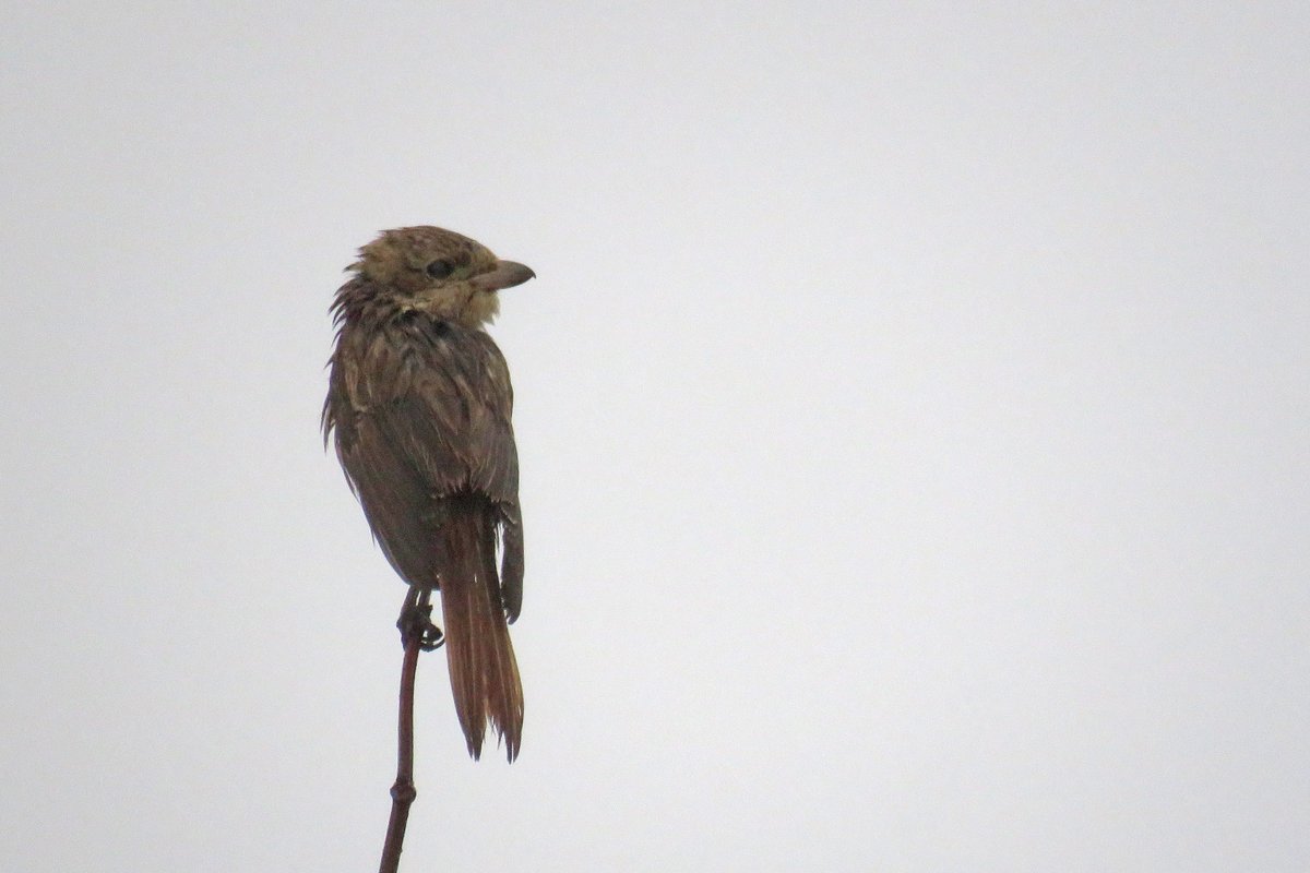 sferguk's tweet photo. A very miserable and wet Isabelline Shrike from this morning. #rbnDEV https://t.co/PXUg1kQp4f