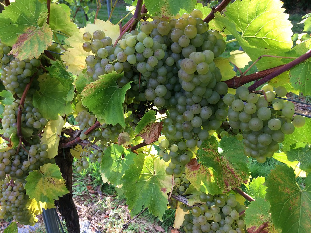 camelvalleybob's tweet photo. 2018, the year that keeps on giving.  14 pickers, 13 tons today.  @fruitfuljobs thanks https://t.co/nXN7rANBvV
