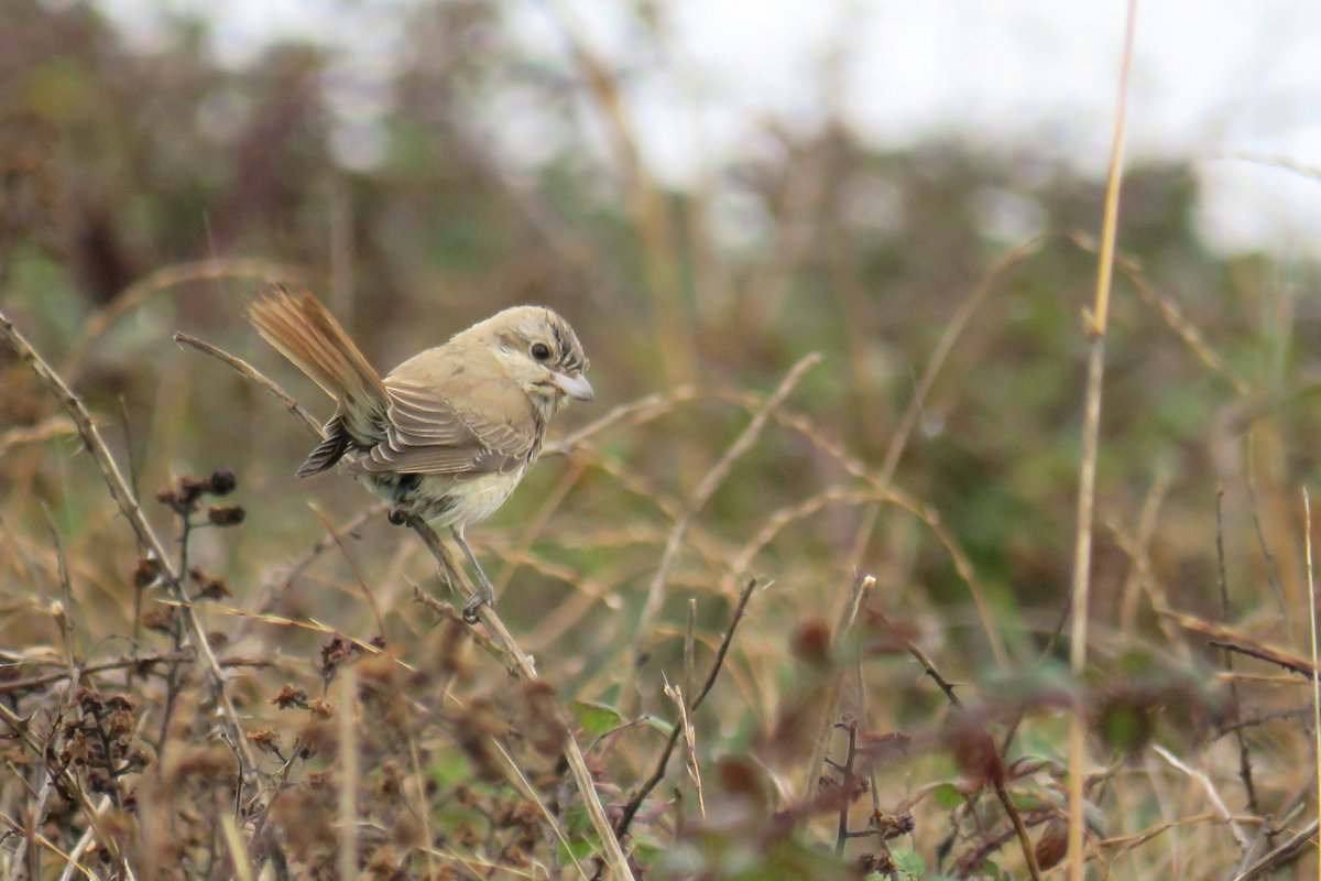 sferguk's tweet photo. Isabelline Shrike with prey later in the day when it started to dry out and became more active at hunting. #rbnDEV @BirdGuides https://t.co/WQnvVTPjNG