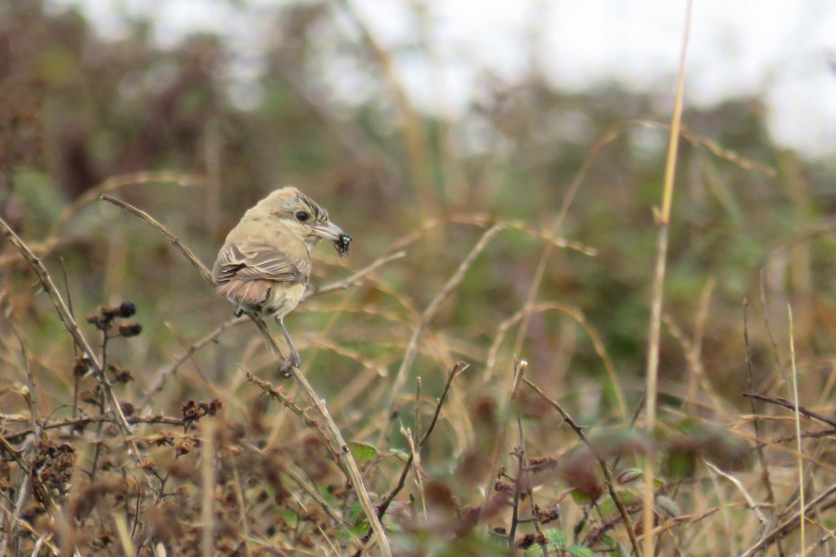 sferguk's tweet photo. Isabelline Shrike with prey later in the day when it started to dry out and became more active at hunting. #rbnDEV @BirdGuides https://t.co/WQnvVTPjNG