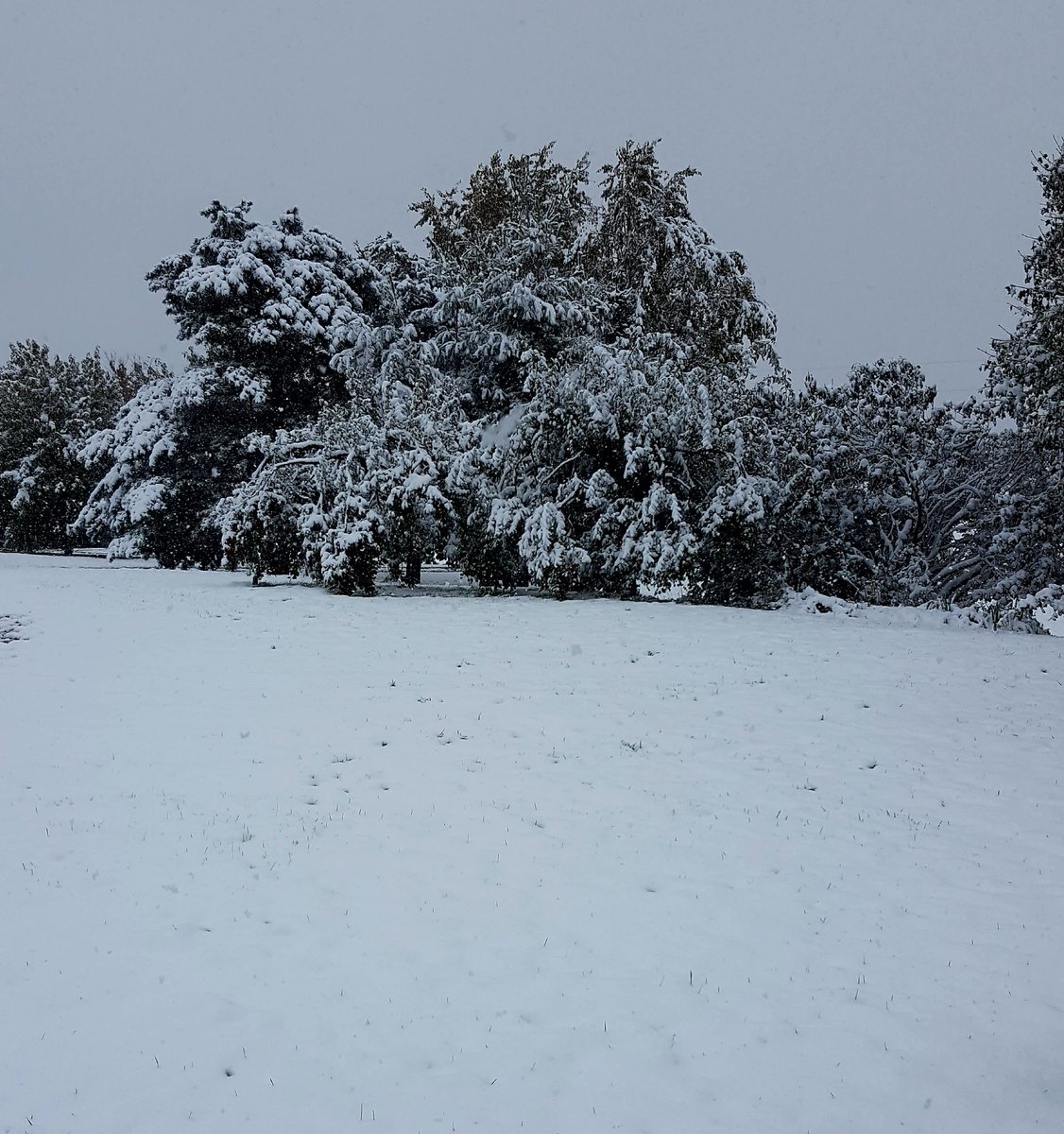 MNWeedWizard's tweet image. I guess this means mowing the lawn is probably out for this afternoon #stillsnowing