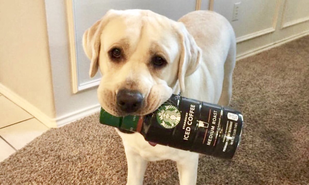 EncoreLiveLLC's tweet photo. “Our perfect #companions never have fewer than four feet.” 🐾 🐾  #Meet Maverick, Melanie Hilton’s #FurBaby and #TheDogsOfEncoreLive #Dogs
#EncoreLiveFamily #FamilyFeature #Sunday #SundayFunday #SundayKindOfLove #DogsLove #DogsLife #Maverick #PuppyLove #Pup #PuppyTales #PuppyLove https://t.co/XymmDTcH8l