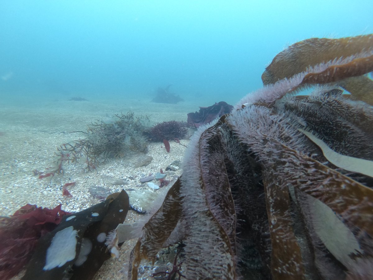 Sound_Wildlife's tweet photo. ID HELP PLEASE! Assuming this is an epiphytic seaweed growing on the Laminaria fronds? #seaweed #algae #marinebiology Found at Bovisand ~5m. https://t.co/kjabBdAWfN