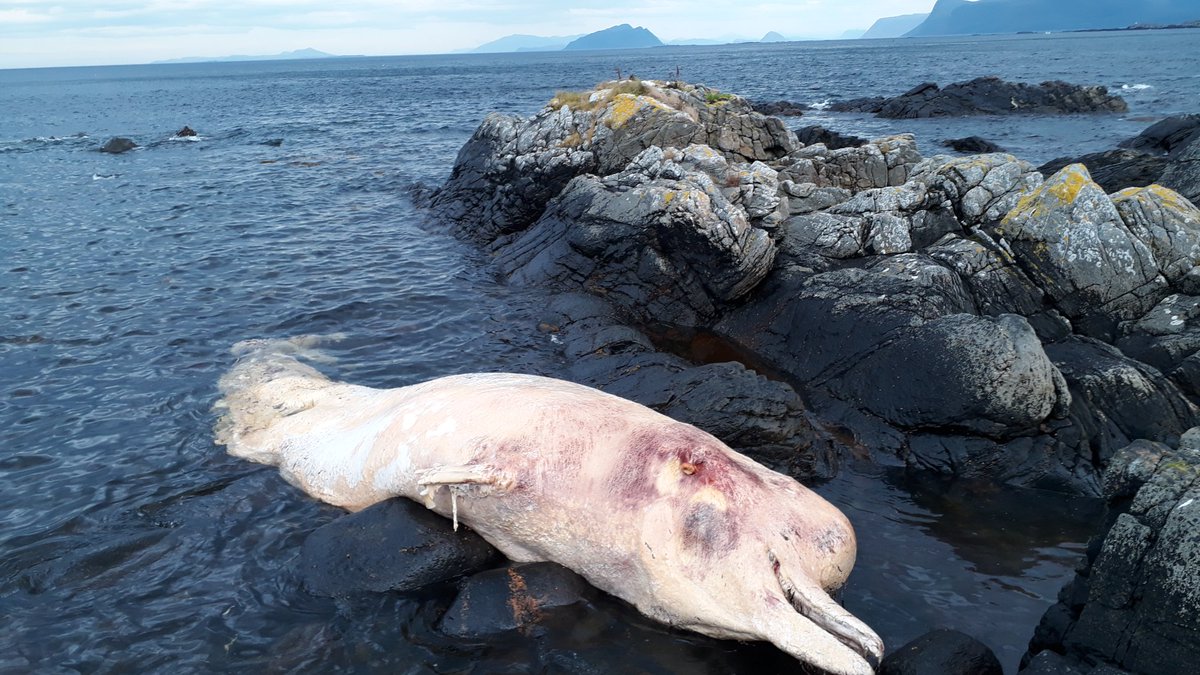 CNoever's tweet photo. On Friday I investigated the stomach content of a northern #bottlenosewhale on the island of #Runde in cooperation with #RundeMiljøsenter @Rundefuglefjell. Fortunately no #plastic this time. Only found remains of its natural prey, #squid and fish. #plasthvalen #UiB https://t.co/GyMRpUbWFN