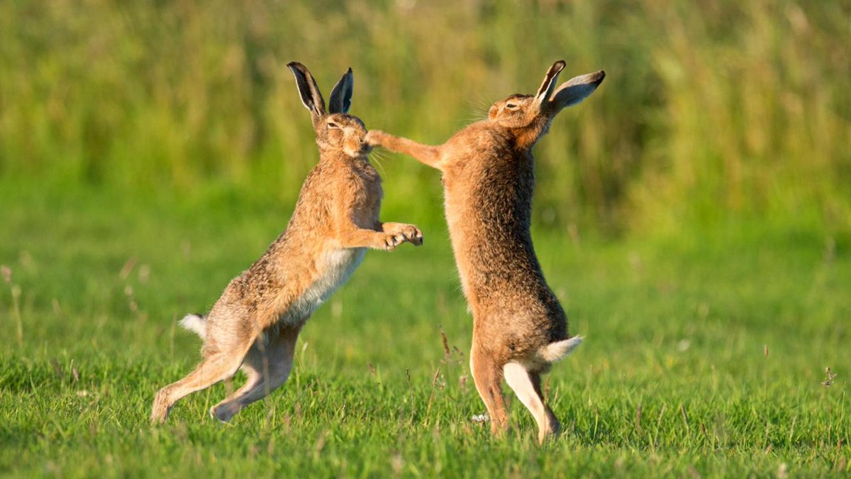 Tu Sais Pas Quoi Pa Twitter Chez Les Lievres La Femelle N A Qu Une Courte Periode De Fertilite Le Pretendant Doit Alors Etre Tres Patient Et Surtout Perseverant Car Tant Que Ce