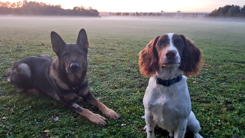Nice ground mist over the field this evening 🐾