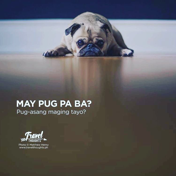 tadhanapp's tweet photo. Mai pug kaba? 🐶😅

Nako mahal pa naman 'to.

#tadhanapp 
#pug 
#pugph 
#hugot 
#tadhana https://t.co/nDosa9uqt0
