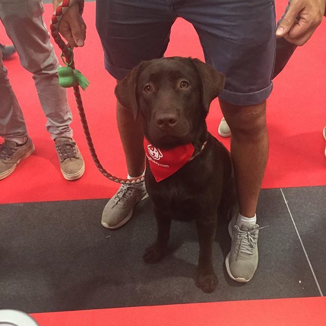 ❤️❤️❤️
.
.
#quattrozampeinfiera #labrador #cani #dog #dogsofinstagram #dogbuddy ift.tt/2OWOnLW