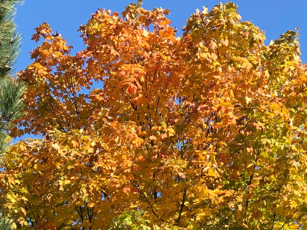 DoolinDebi's tweet image. This one is right outside my condo and I keep trying to catch its changes. #iPhone8S camera but wish I could get a better capture. Nature sure gives us some beautiful things. 🍂🍁🌿🍁🍂