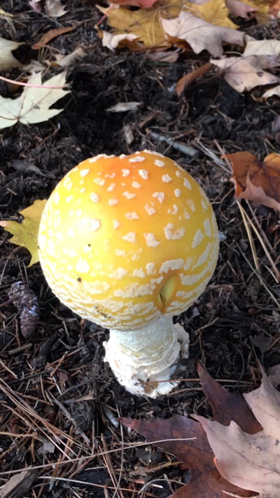 HankPRyan's tweet photo. Look what we found in our way-back-yard ! #NotEatingThis #TrustMe https://t.co/60UbD3IQfh