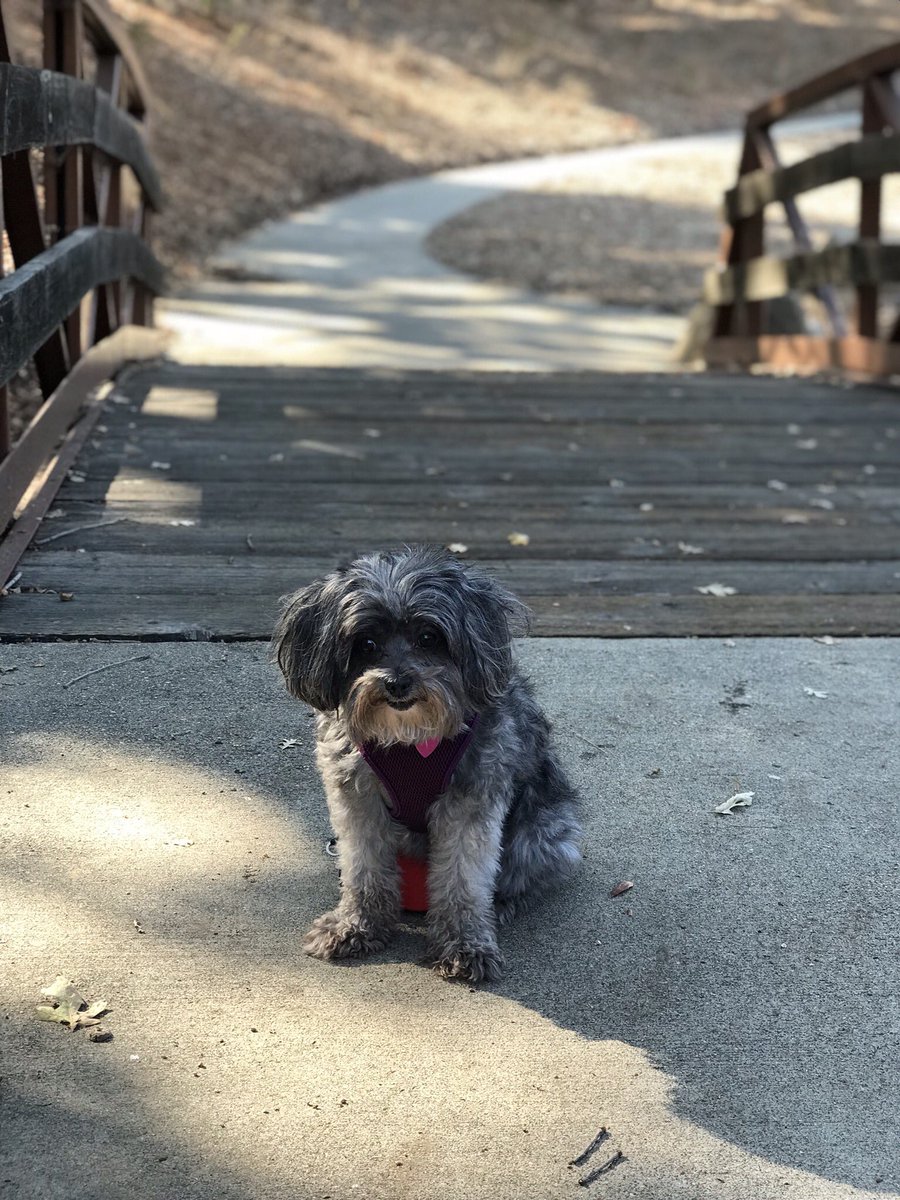 ZoeyV1's tweet photo. Can we just keep walking. I wanna get over this bridge. #puppyproblems #zoey #CutePuppy #sundayfunday #sundaywalk https://t.co/CQKH5WcpsV