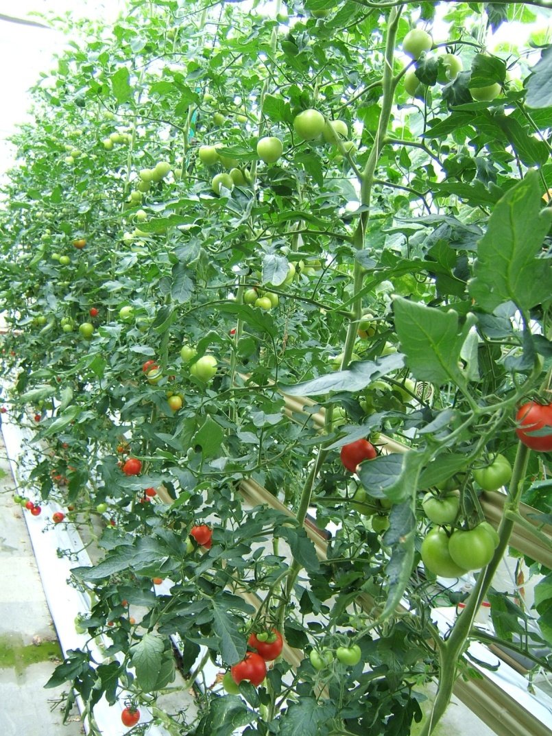 CPGbR's tweet photo. #FIORAMA measures #tomato nondestructively at the #plant in the #greenhouse @BeuthHS - see mobile App https://t.co/0rPJqUjp4n https://t.co/Eqwj3SPRcA