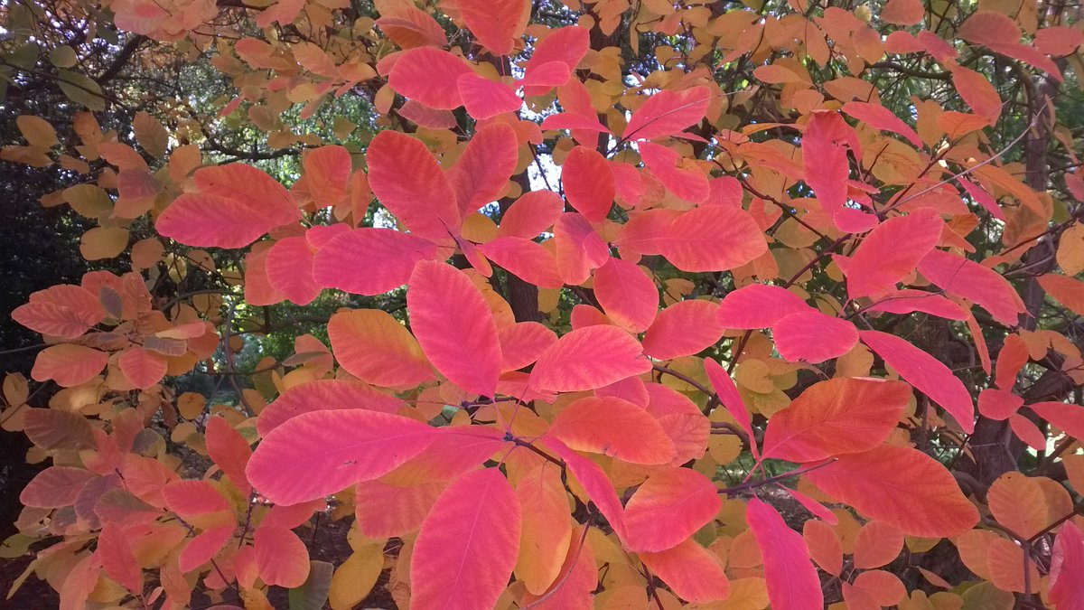 Harvey Stephens tweet media